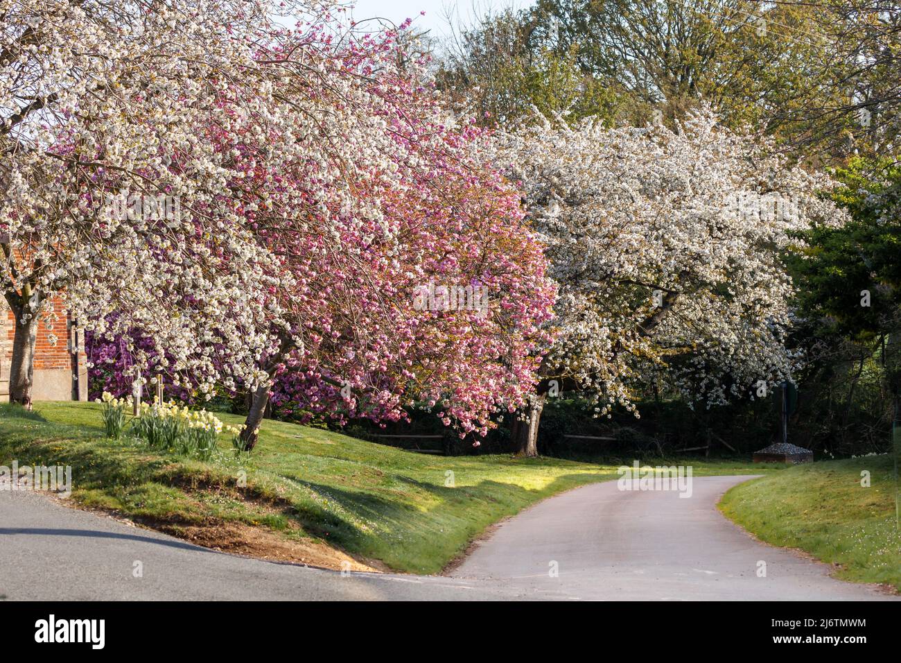 Spring blossom cherry trees with pink and purple and white flowers in
