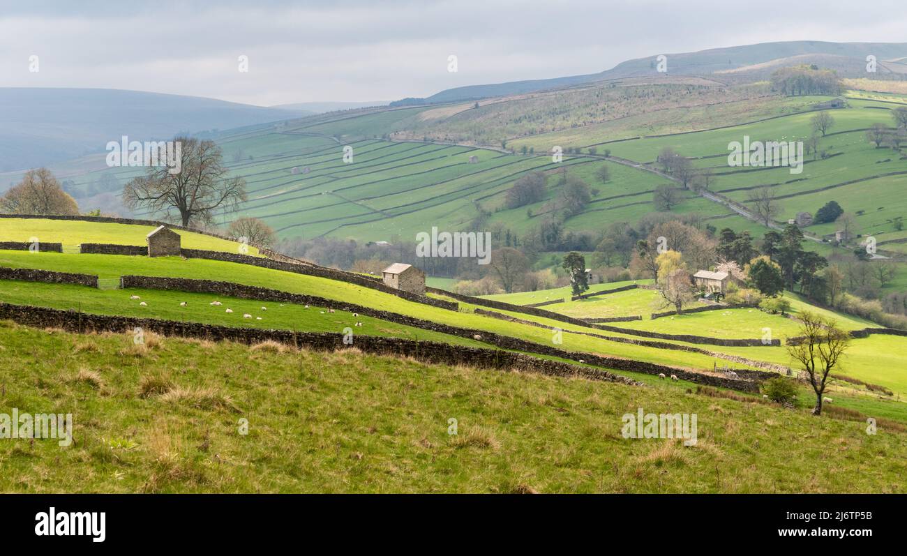 Yorkshire Dales dry stone walls and barns, Bishopdale near West Burton, North Yorkshie, England, UK Stock Photo