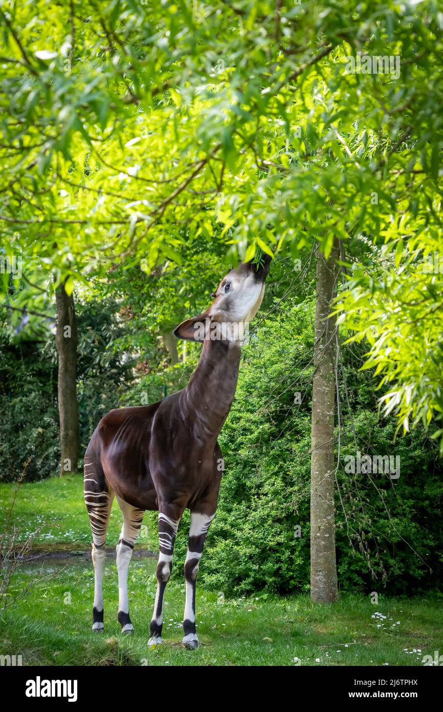 Beautiful okapi hi-res stock photography and images - Alamy