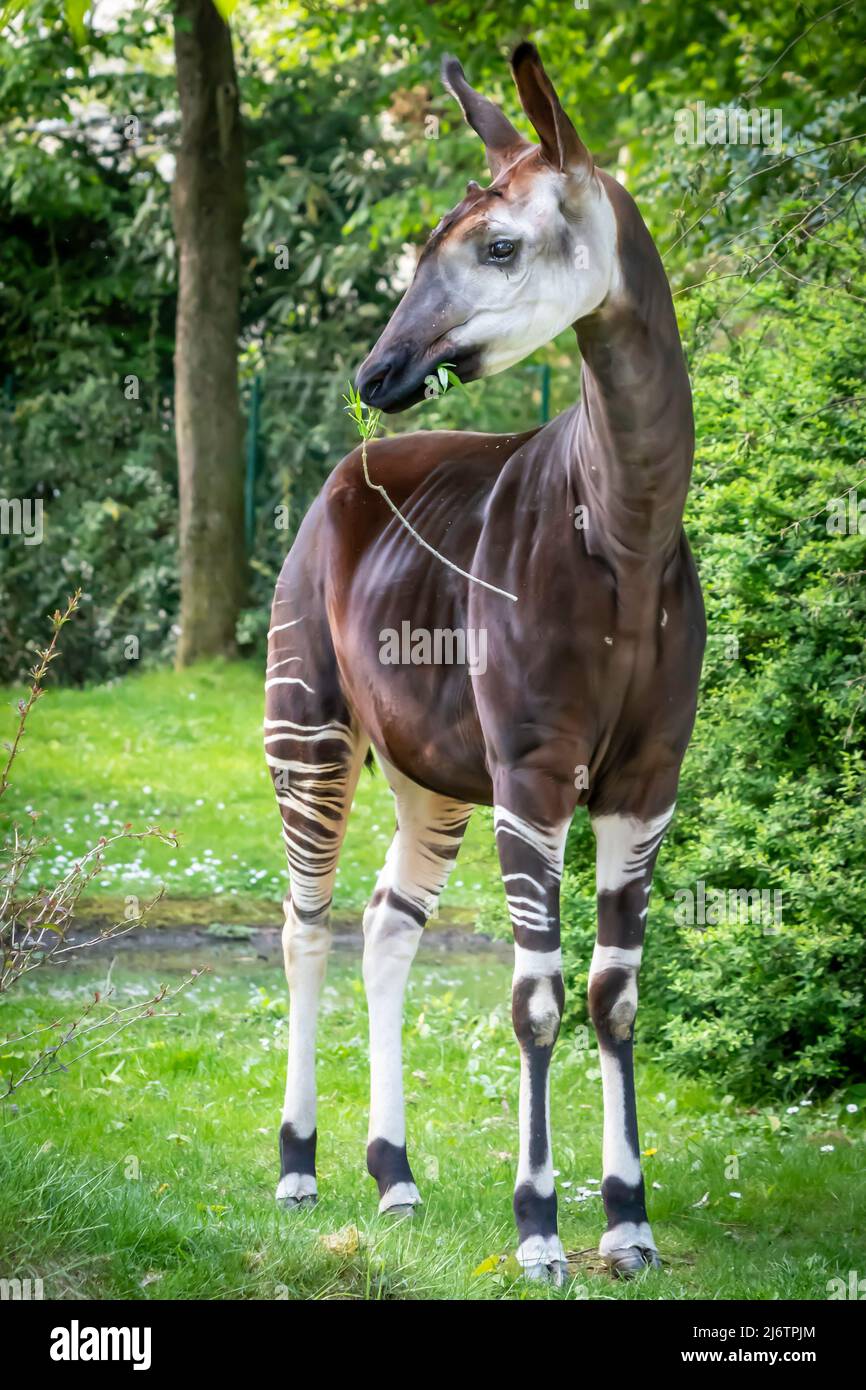 Beautiful okapi hi-res stock photography and images - Alamy
