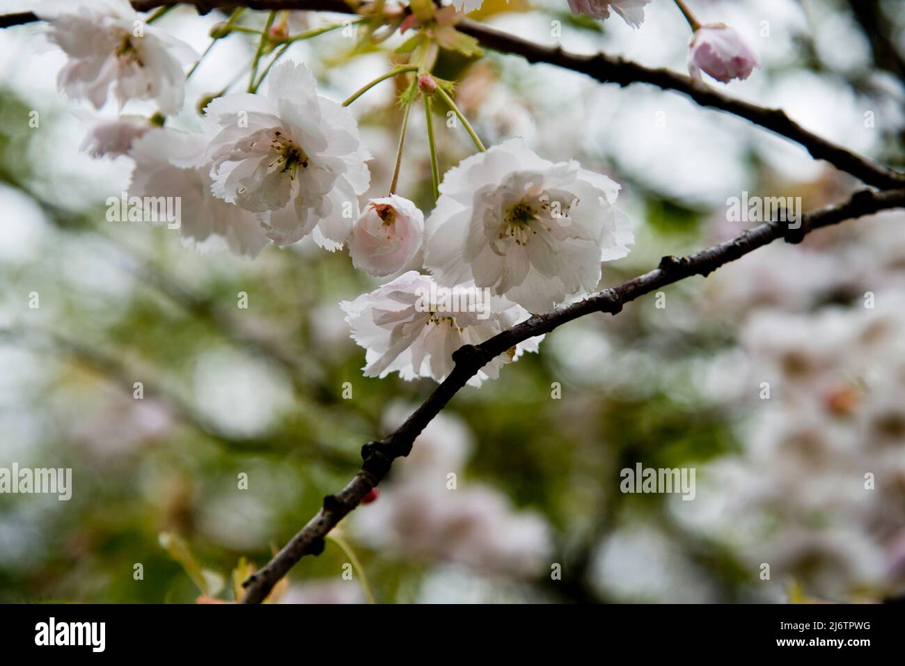 Japanese flowering cherry, Prunus Shogetsu, also known asPrunus ...