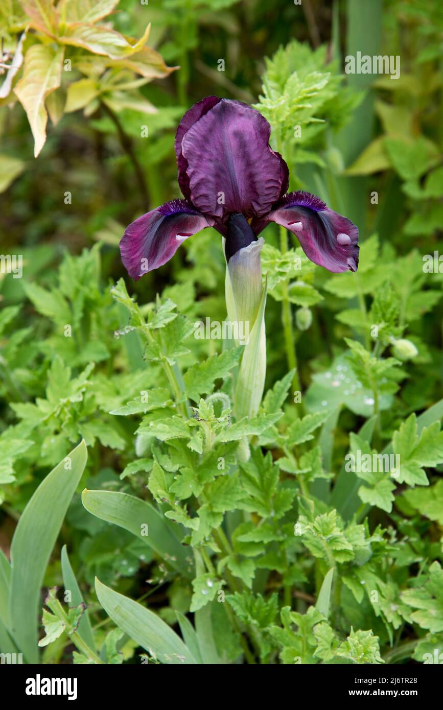 Iris pumila "Cherry garden" is a dwarf bearded iris Stock Photo