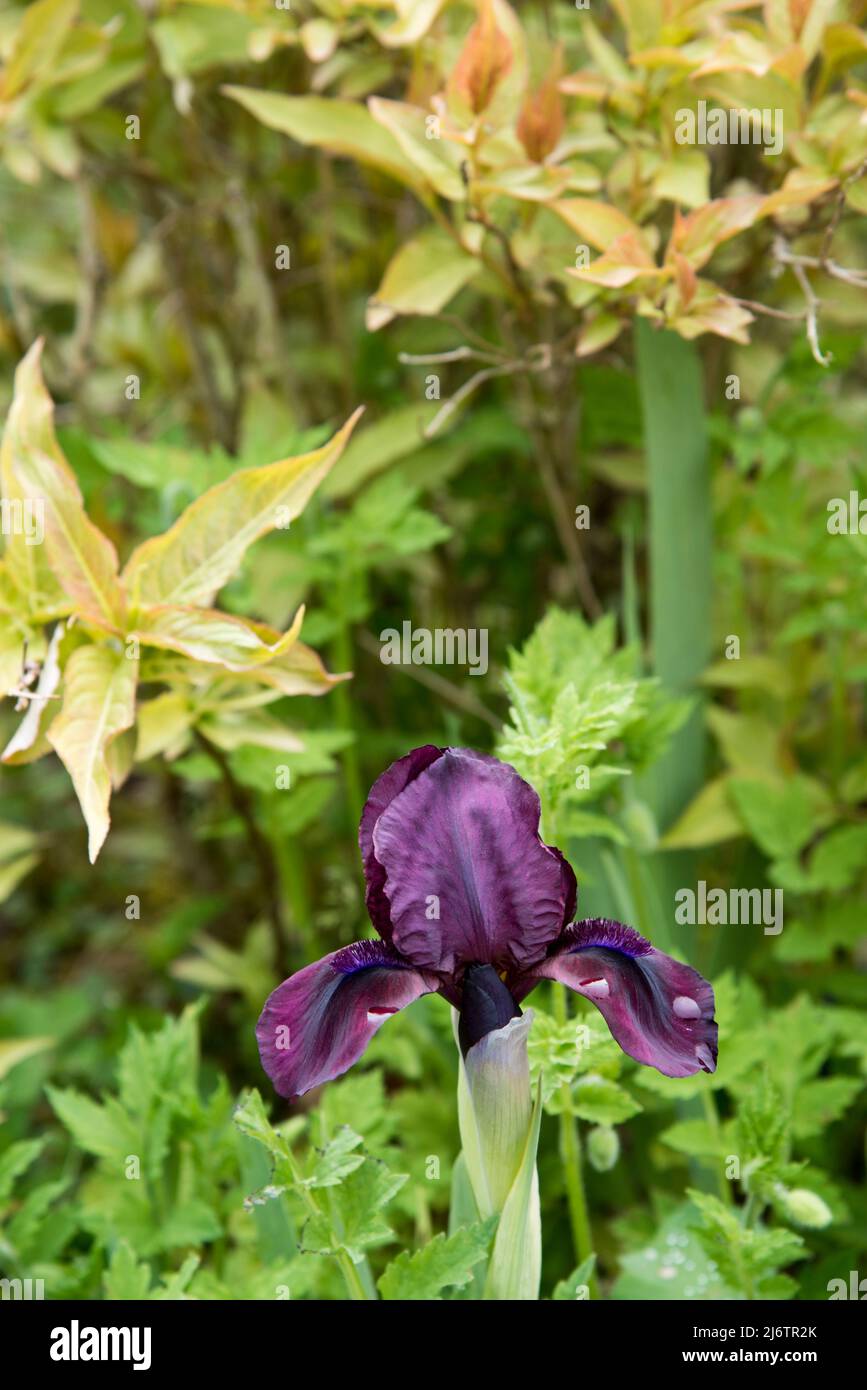 Iris pumila "Cherry garden" is a dwarf bearded iris Stock Photo
