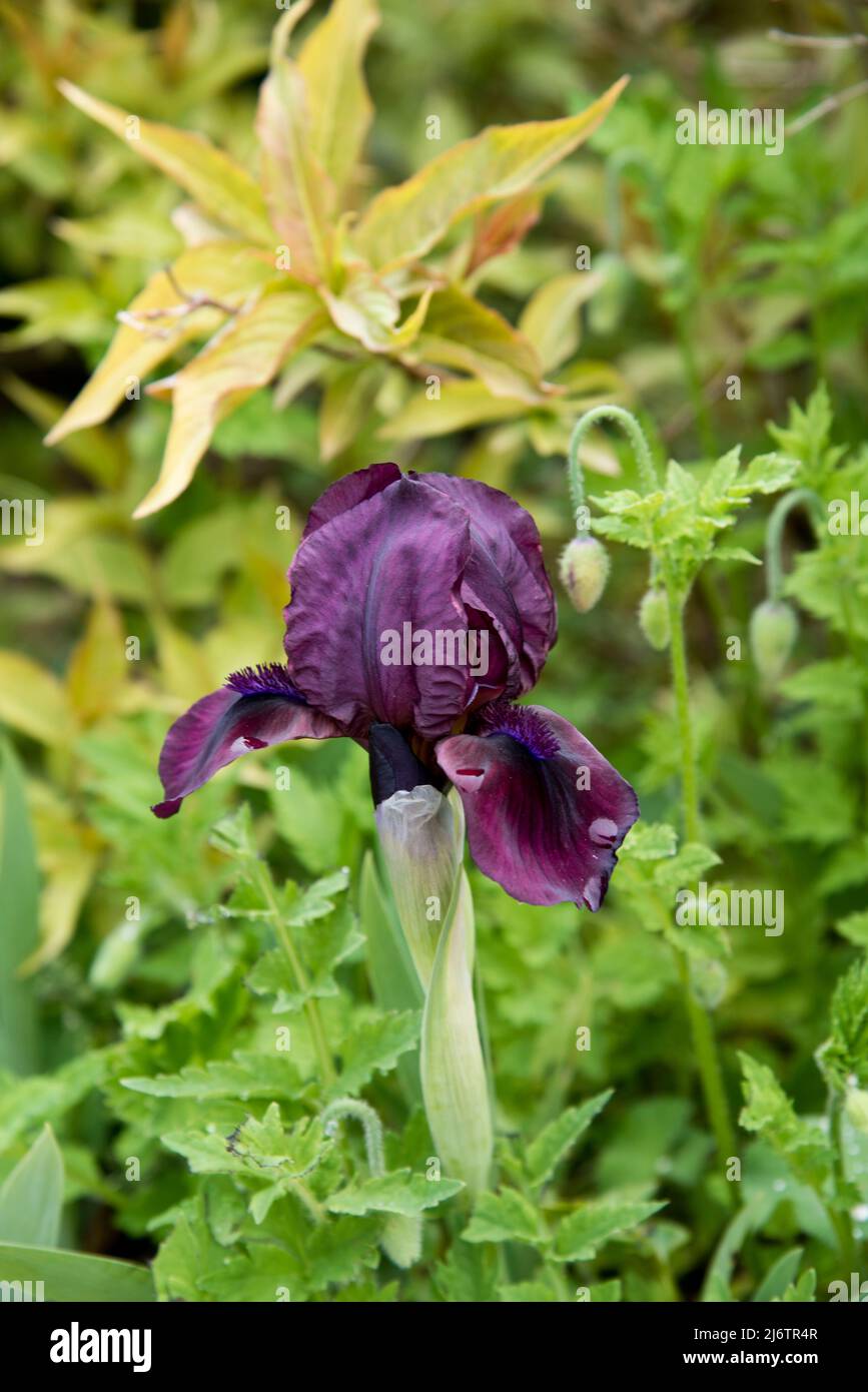 Iris pumila "Cherry garden" is a dwarf bearded iris Stock Photo