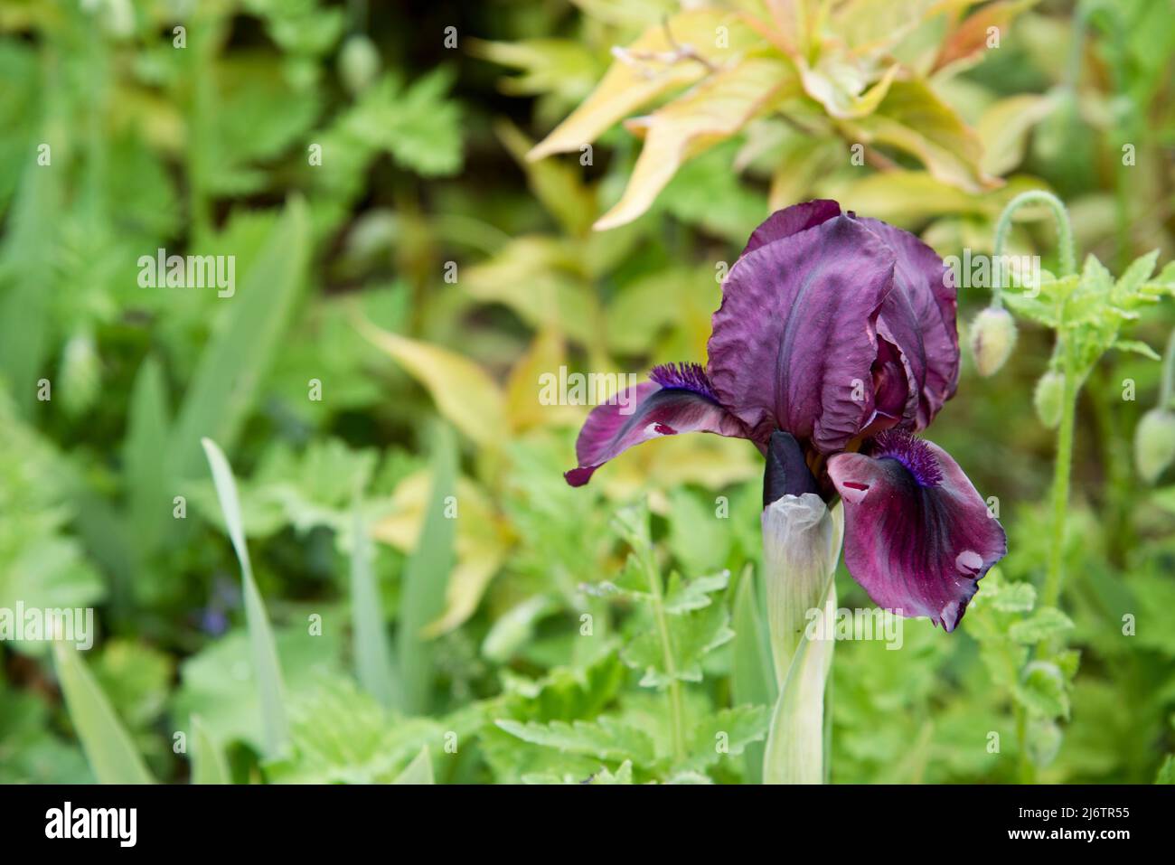 Iris pumila "Cherry garden" is a dwarf bearded iris Stock Photo