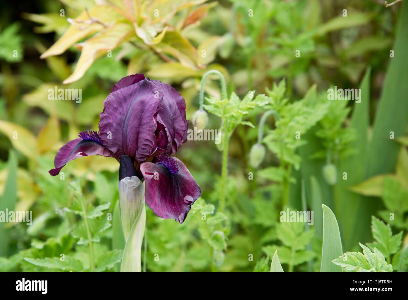 Iris pumila "Cherry garden" is a dwarf bearded iris Stock Photo