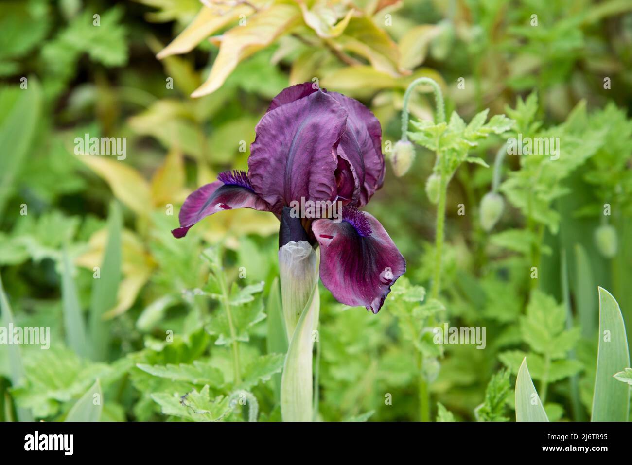 Iris pumila "Cherry garden" is a dwarf bearded iris Stock Photo
