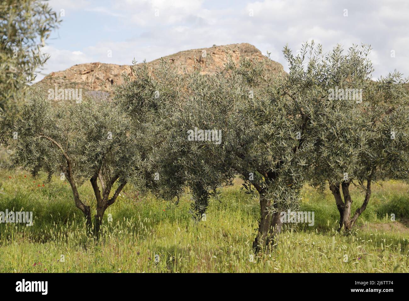 Landscape in the Almanzora Valley, Spain Stock Photo Alamy
