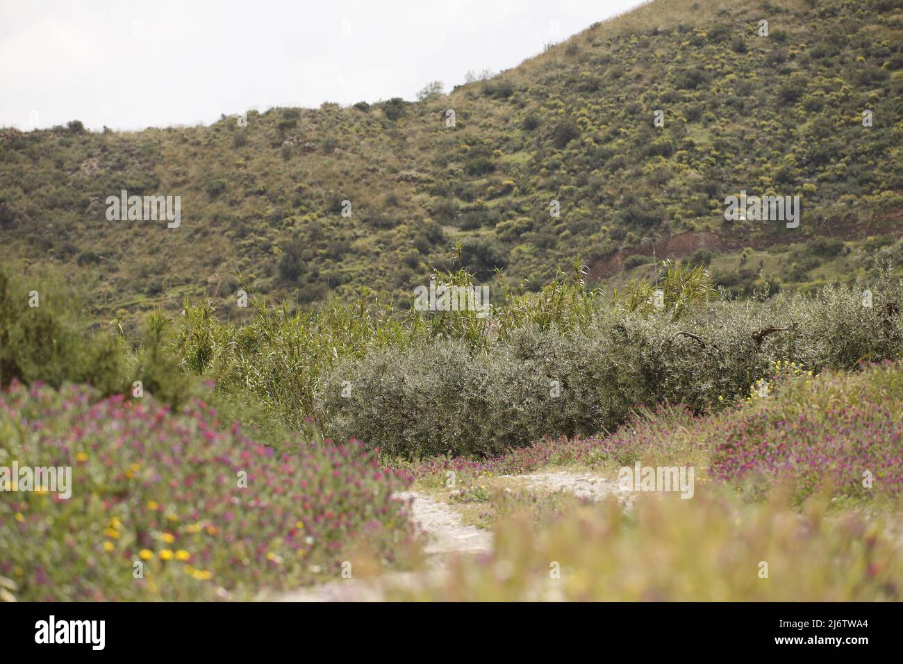 Landscape in the Almanzora Valley, Spain Stock Photo Alamy