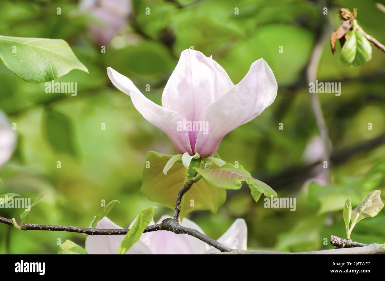 Magnolia spring flowers Stock Photo - Alamy