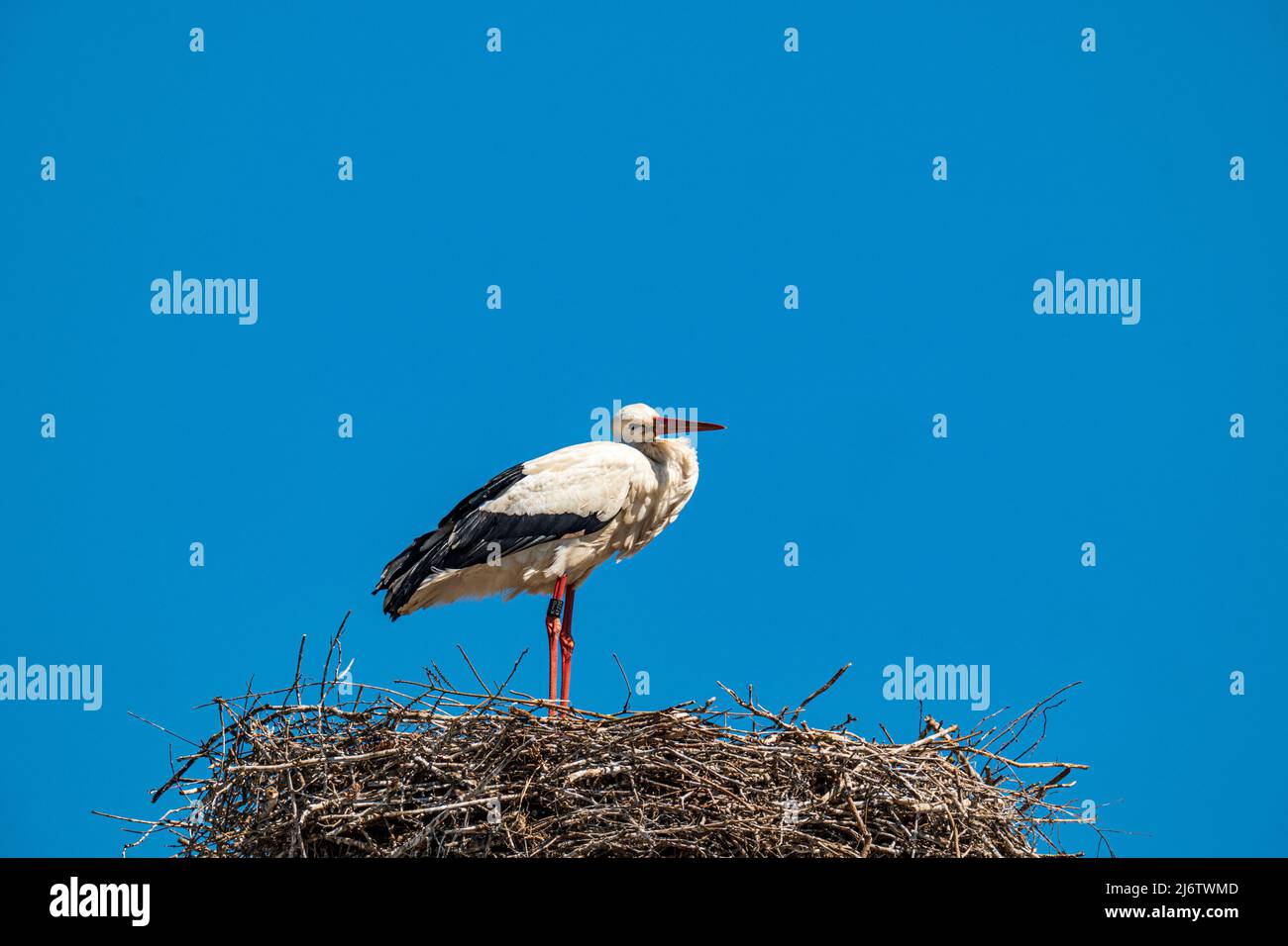 white stork in the nest with a special look, copy space Stock Photo