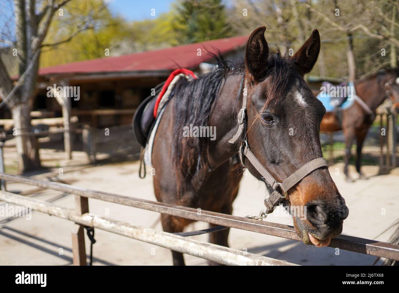 A black horse at a horse breeding farm in a village on spring sunset on