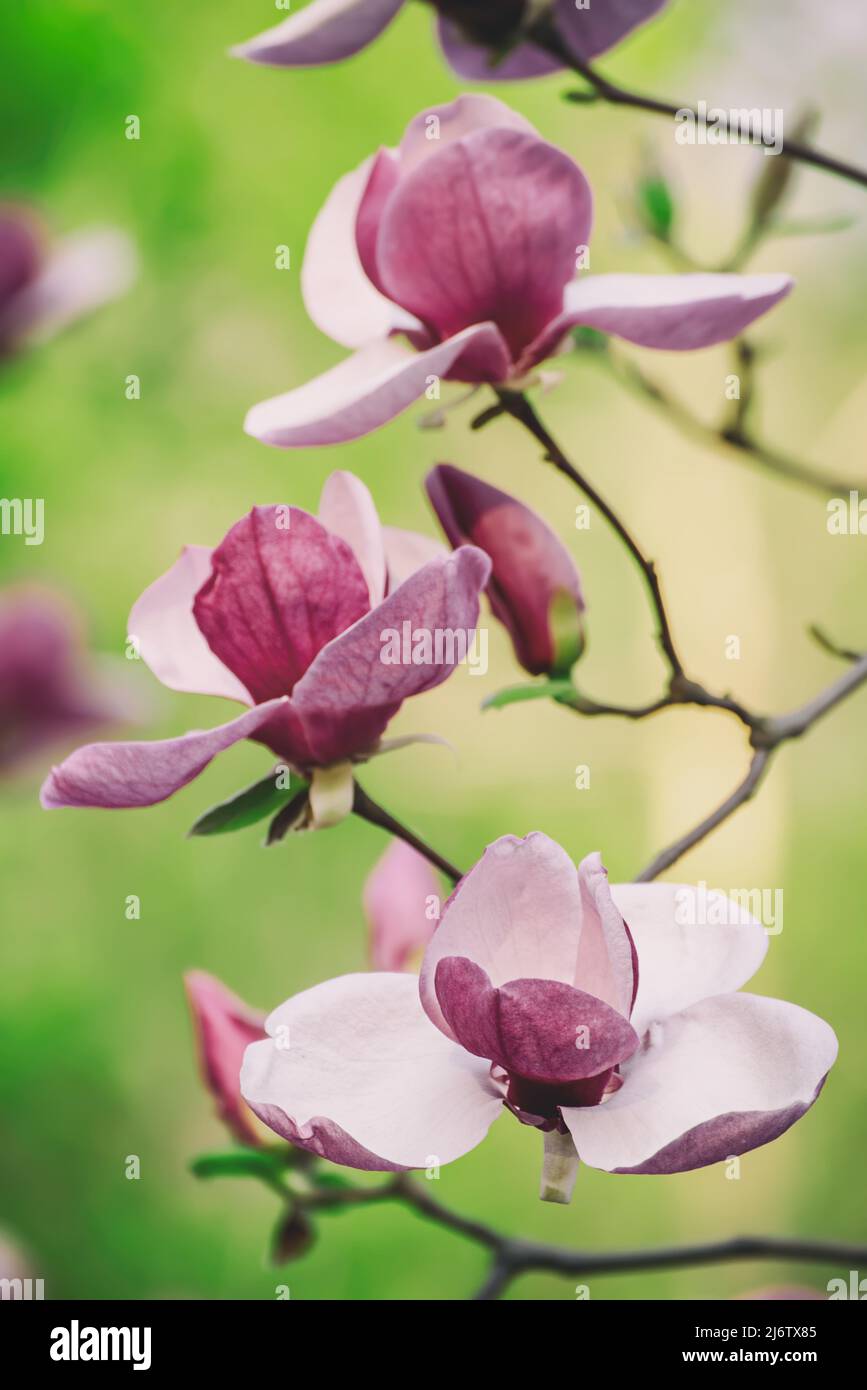 Magnolia spring flowers Stock Photo - Alamy