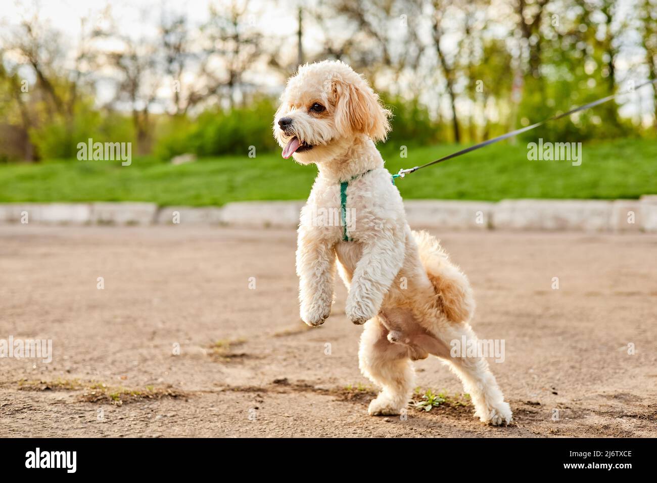 How Often Should You Walk A Maltipoo