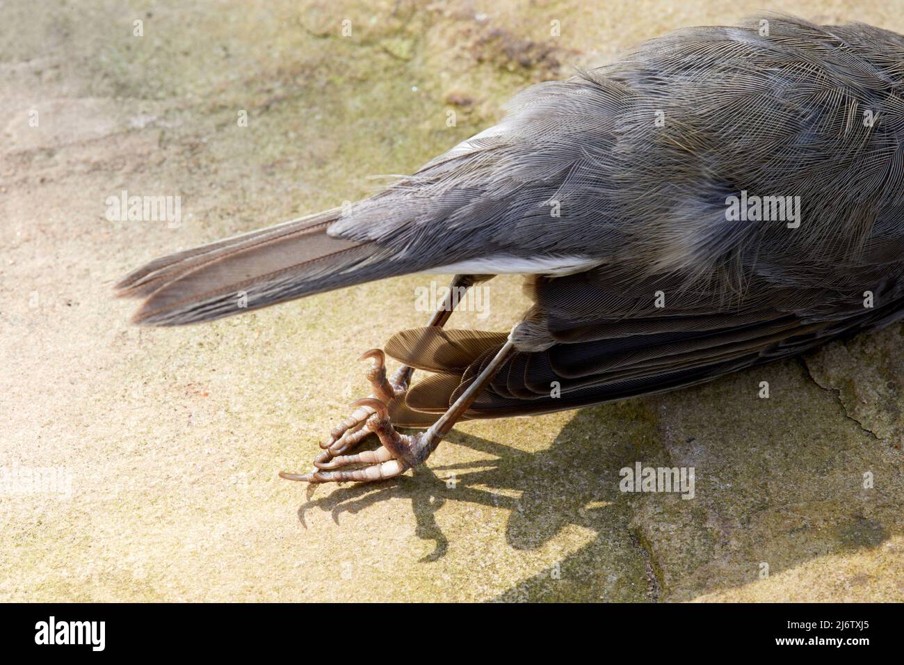 Dead Black Cap bird outside a conservatory having flown into a large, glass window Stock Photo