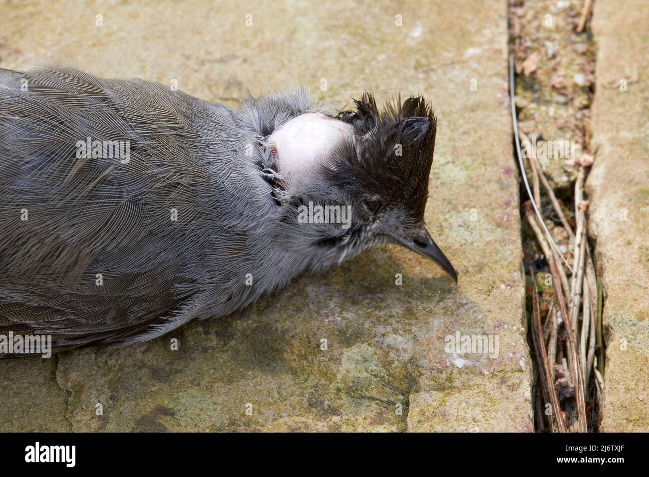 Dead Black Cap bird outside a conservatory having flown into a large, glass window Stock Photo