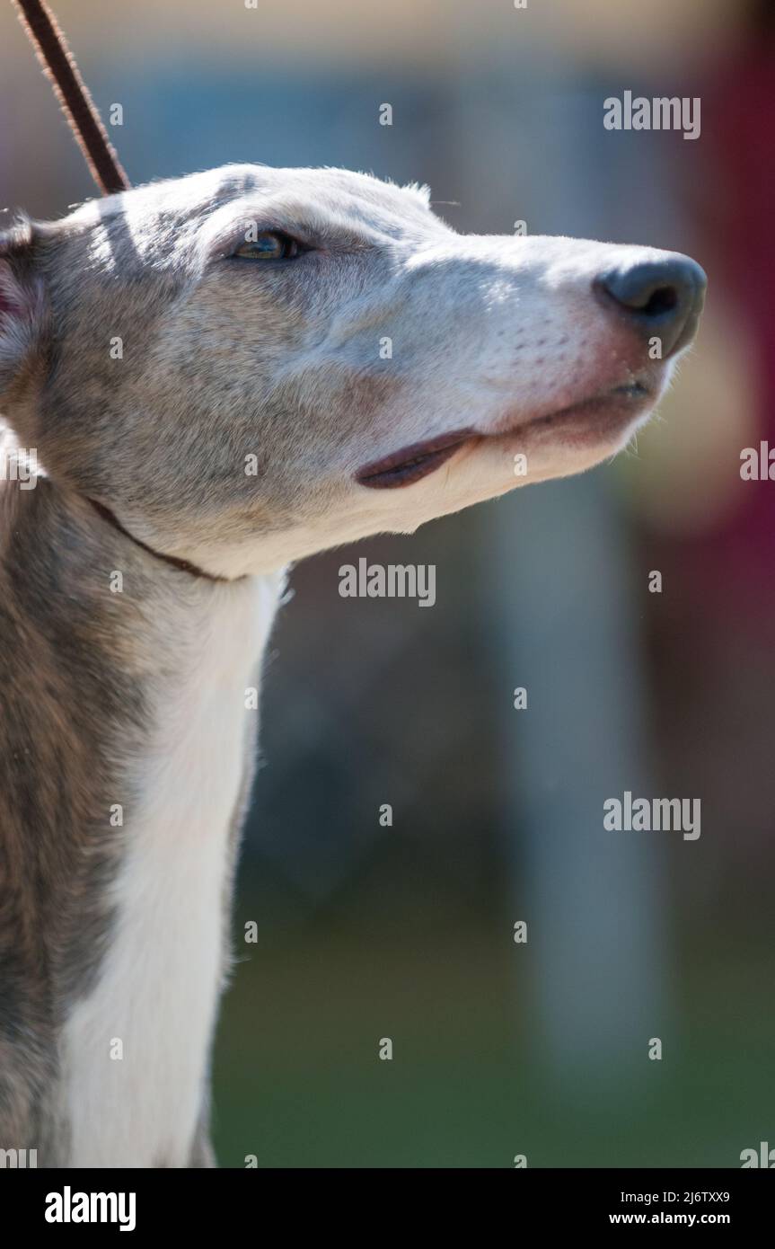 Long hair greyhound hires stock photography and images Alamy