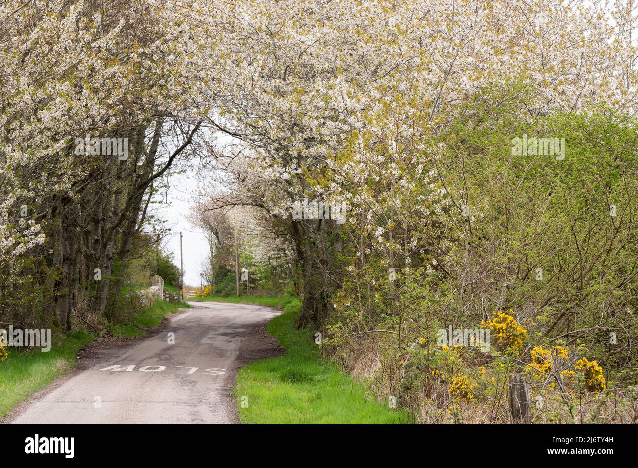The back road along the Dornoch Firth into Dornoch itself was filled with blossom this morning. Stock Photo