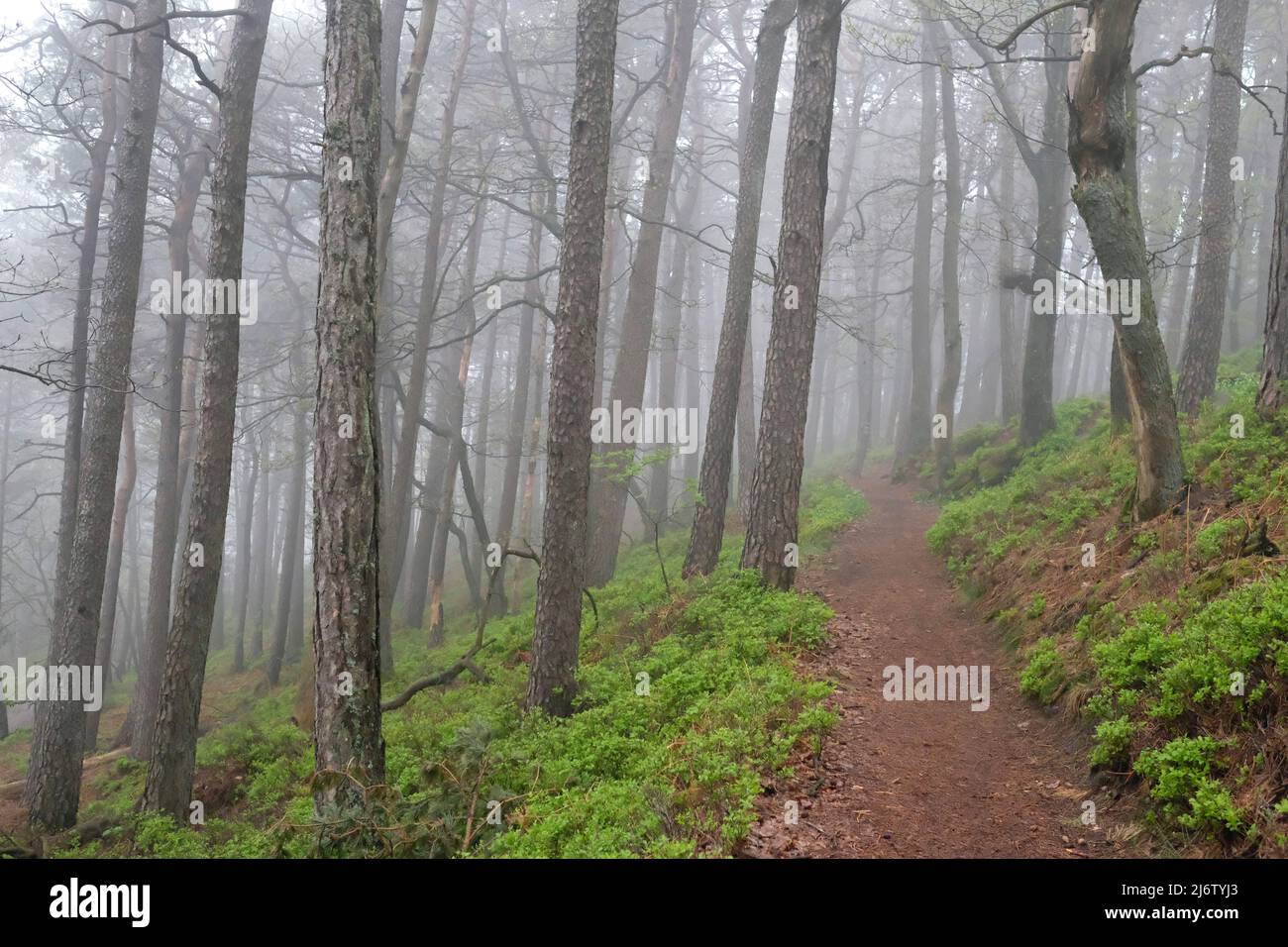 Mysterious forest landscape with fog Stock Photo - Alamy