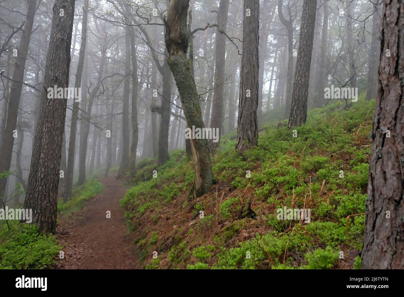Mysterious forest landscape with fog Stock Photo - Alamy