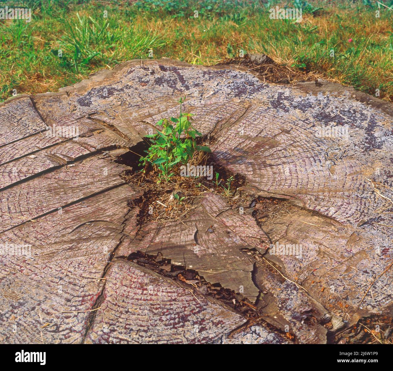 TRONCO DE ARBOL CORTADO-VISTA DE LOS ANILLOS - FOTO AÑOS 00. Location: EXTERIOR. VALLE DE BAZTAN. NAVARRA. SPAIN. Stock Photo