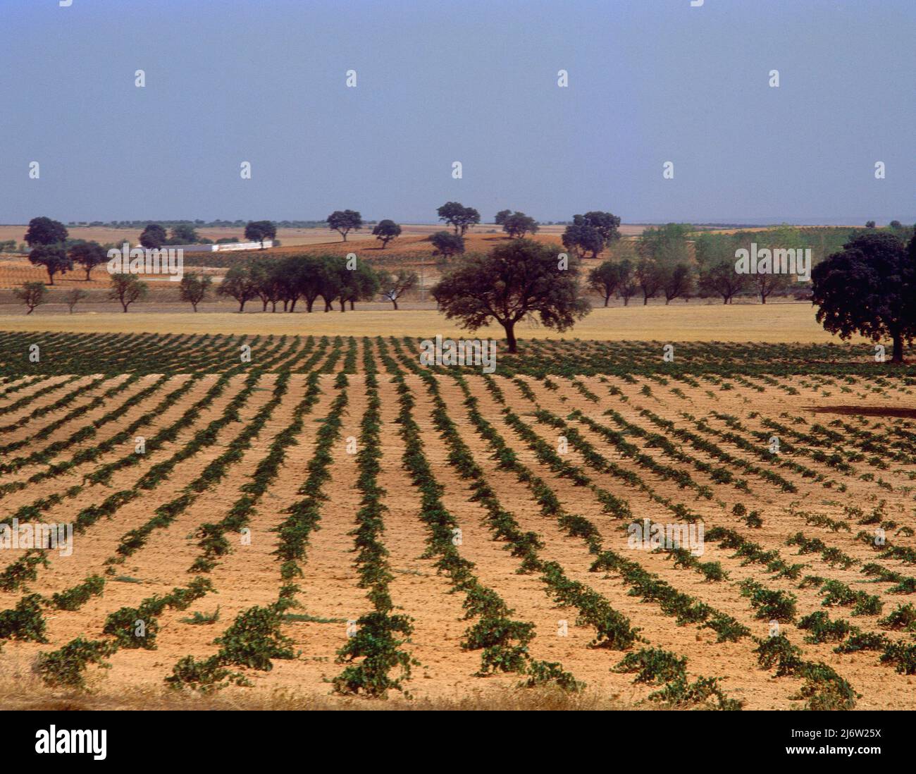 PAISAJE AGRARIO- VIÑAS Y ENCINAS. Location: EXTERIOR. PROVINCIA. CIUDAD REAL. SPAIN. Stock Photo