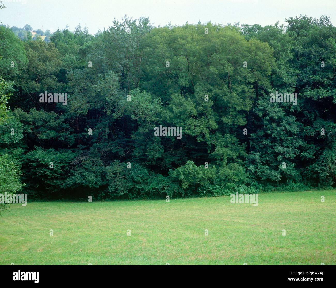 ARBOLES - FOTO AÑOS 00. Location: EXTERIOR. VALLE DE BAZTAN. NAVARRA. SPAIN. Stock Photo