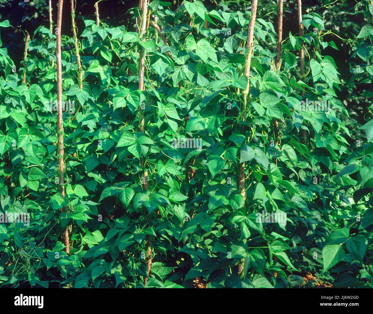 Planta de exterior hi-res stock photography and images - Alamy