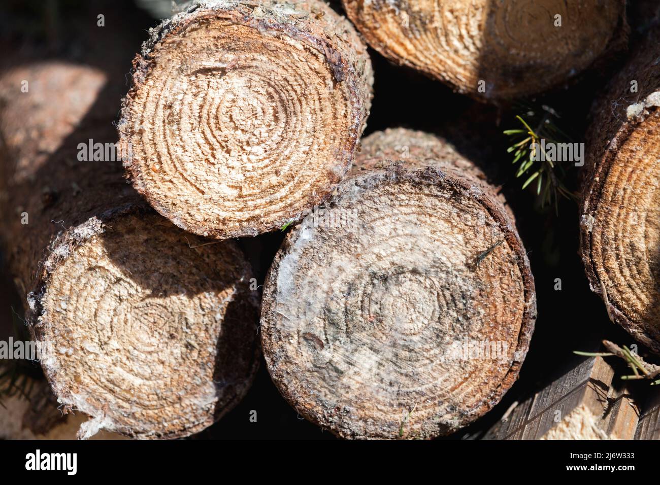 Stack of rough firewood, round spruce chunks, closeup photo Stock Photo Alamy