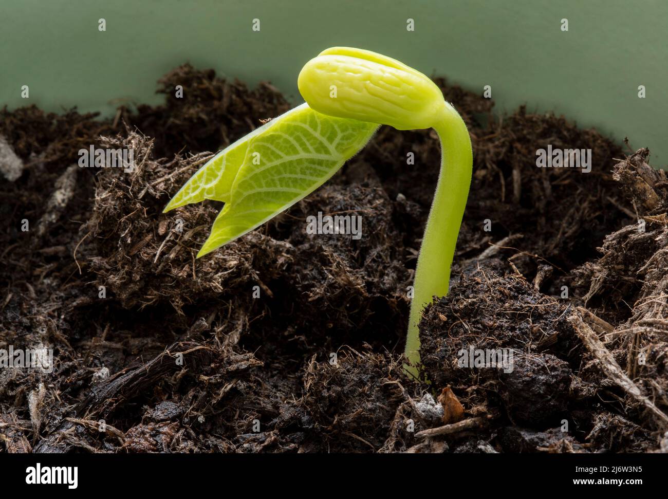 closeup of emerging plant sprout breaking the surface of the soil Stock Photo