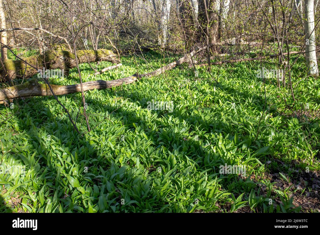 Wild garlic, Allium ursinum lush green leaves growing in forest in early spring in Estonia. Aromatic tasty edible plant, used for food. Stock Photo