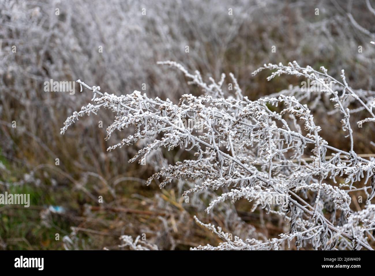 Outskirts of the forest hi-res stock photography and images - Alamy