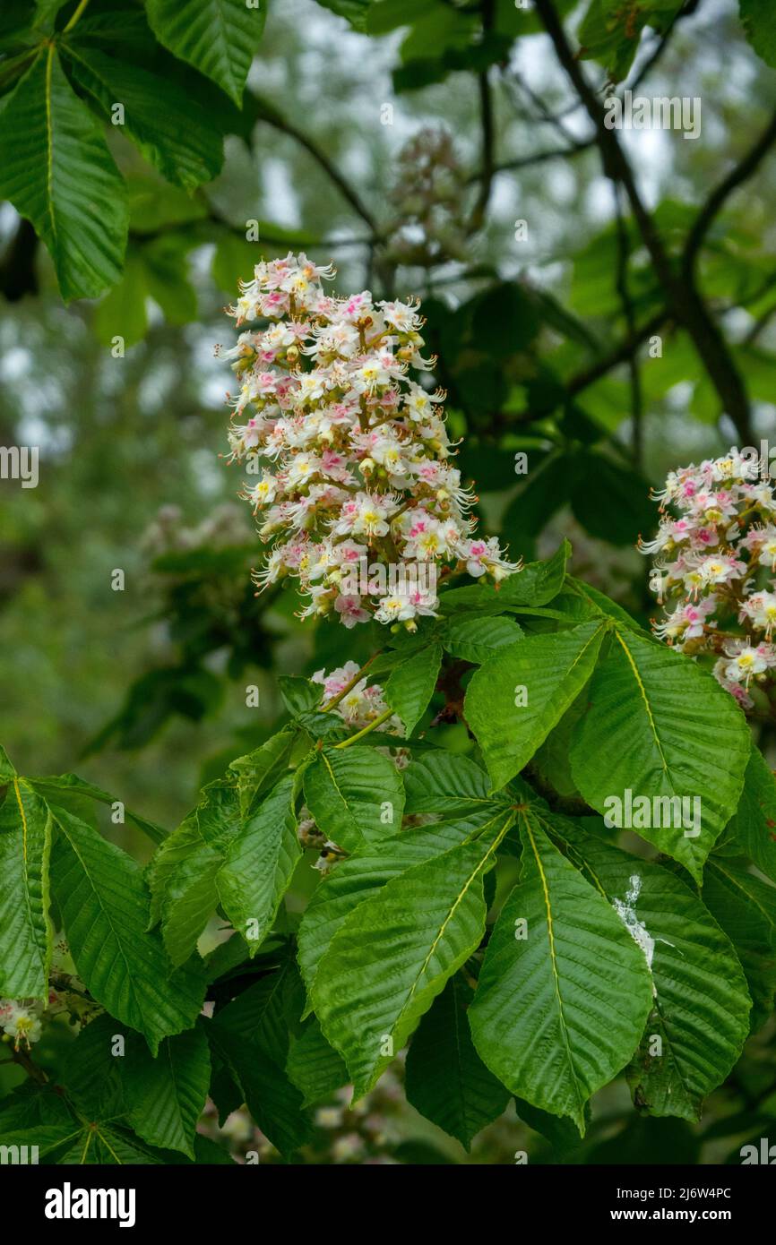 Horse chestnut tree flowers Stock Photo