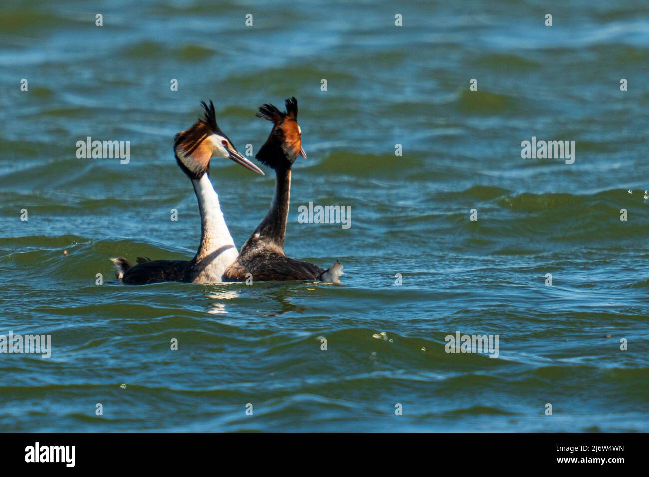 two crested grebes courtship in the water in spring Stock Photo