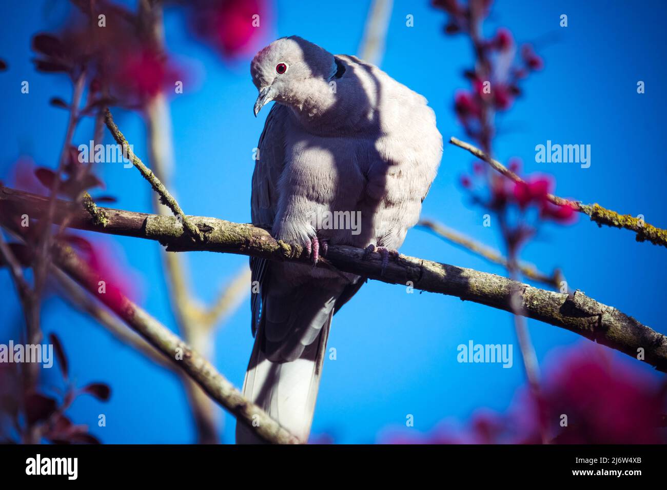 Collared dove perched in sunshine against blue sky Stock Photo