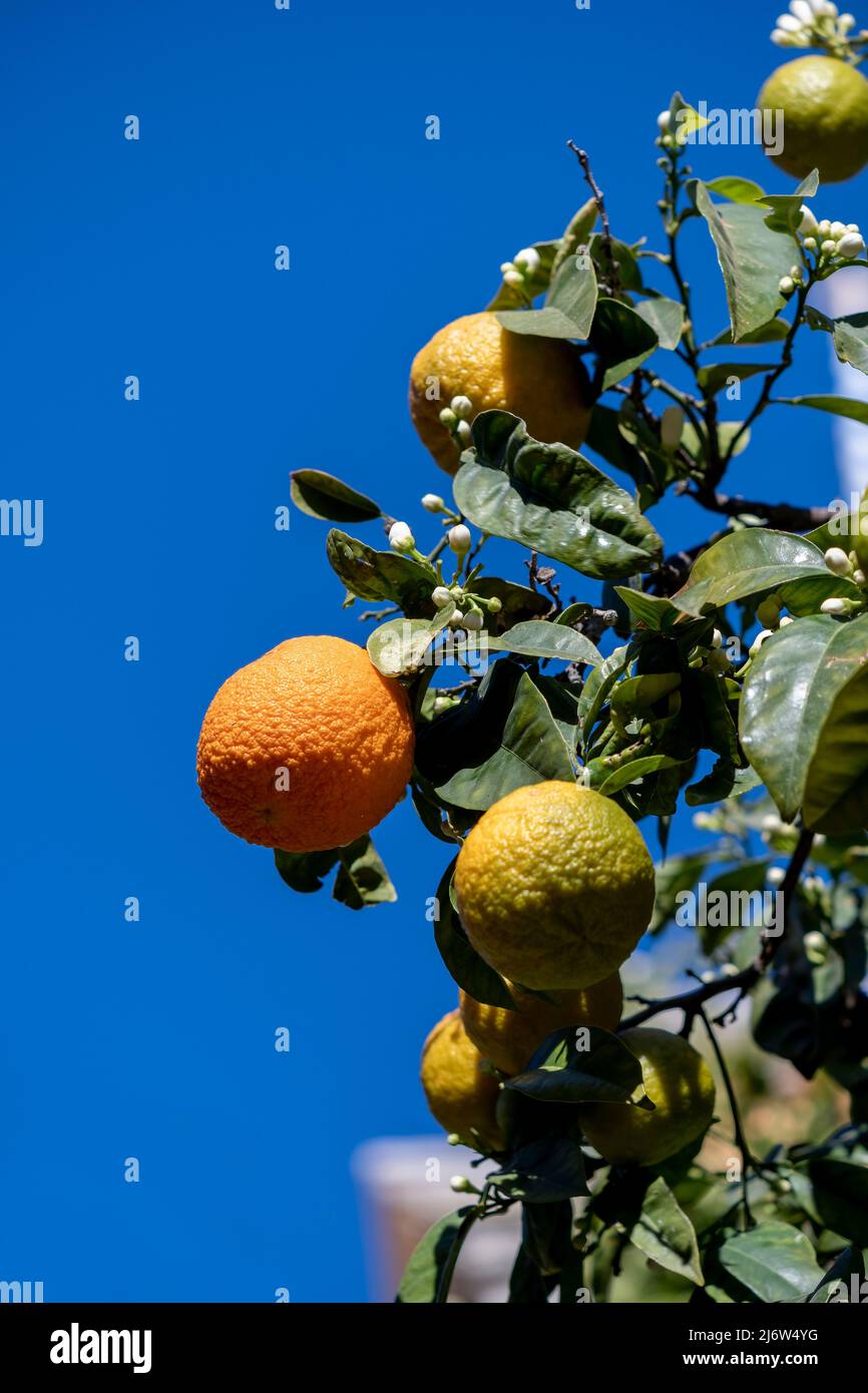 Sunshine ripening oranges hires stock photography and images Alamy
