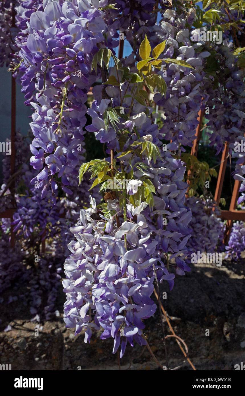 Glycine sinensis hi-res stock photography and images - Alamy