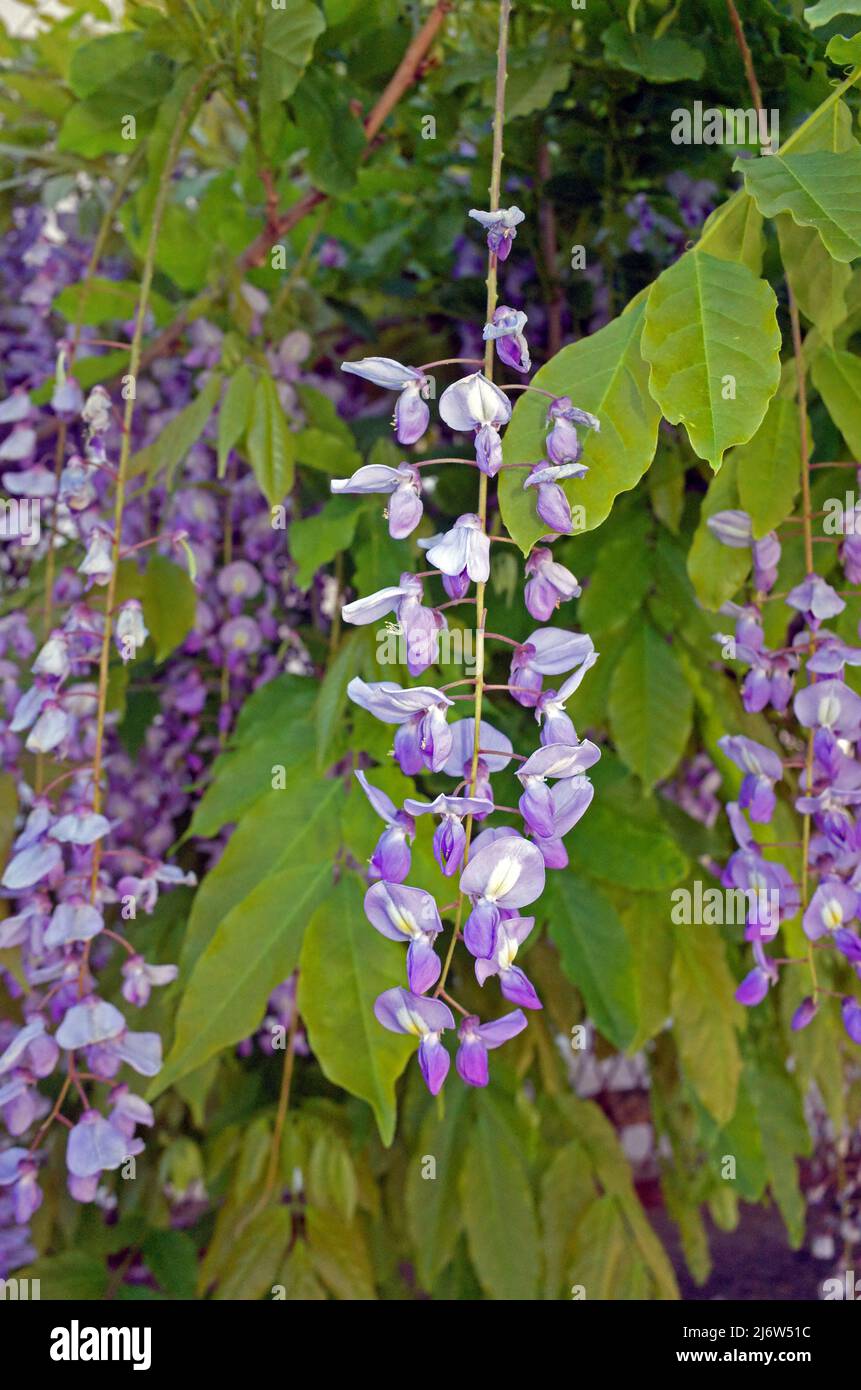 Glycine sinensis hi-res stock photography and images - Alamy