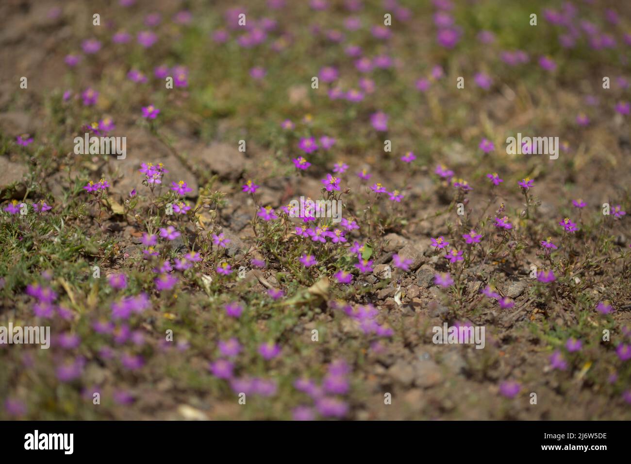 Flora of Gran Canaria - Spergularia fimbriata, fringed sandspurry, natural macro floral background Stock Photo