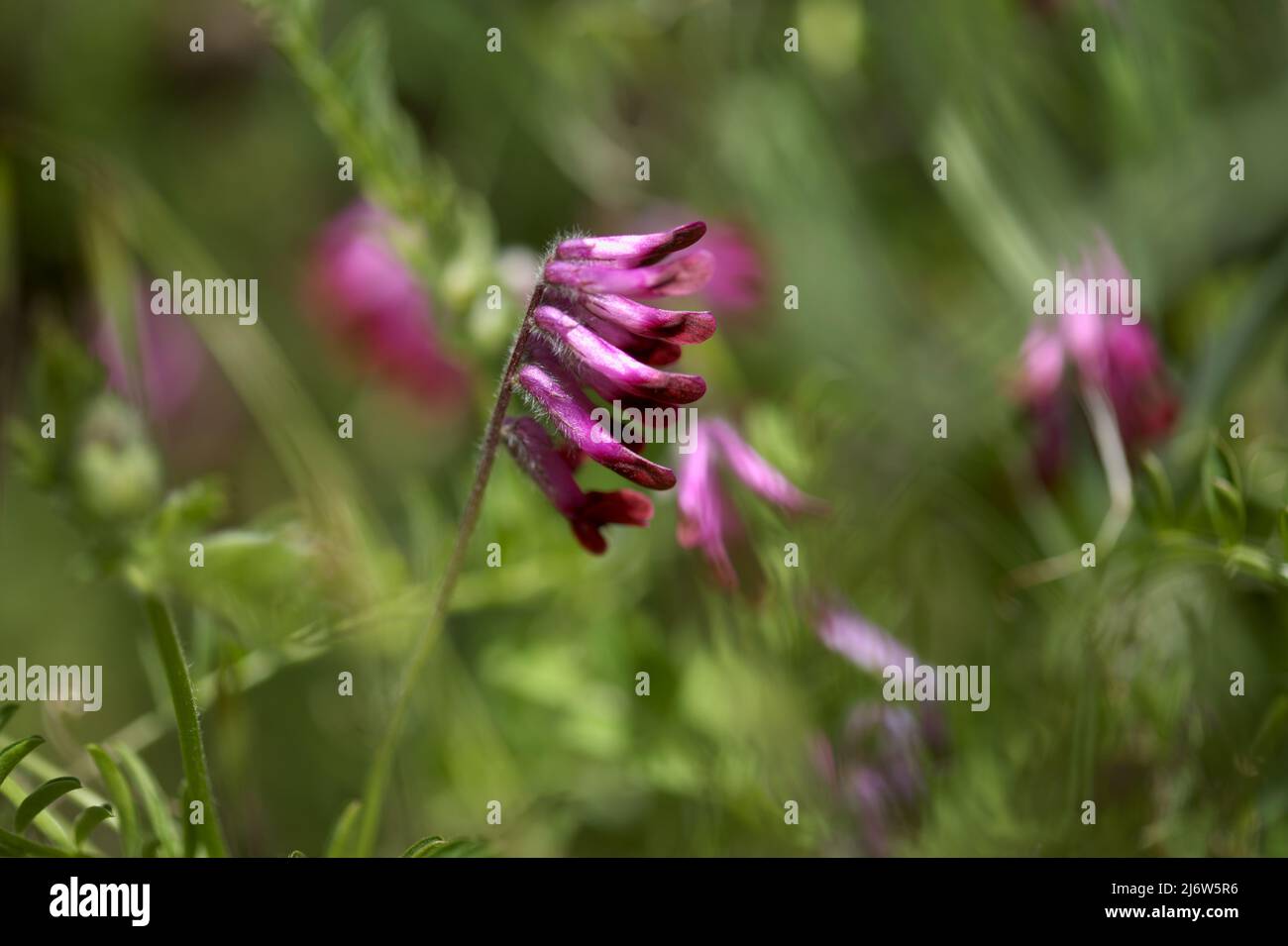 Flora of Gran Canaria - Vicia villosa, hairy vetch,  natural macro floral background Stock Photo