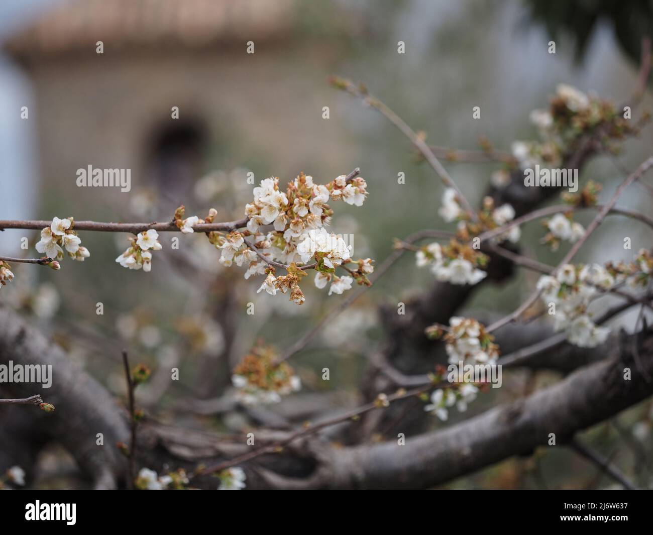 Blooming almond trees in the fields in spring Stock Photo