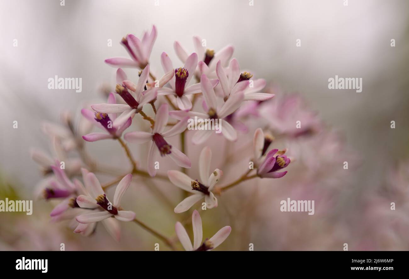 Melia azedarach, chinaberry tree pale lilac flowers Stock Photo