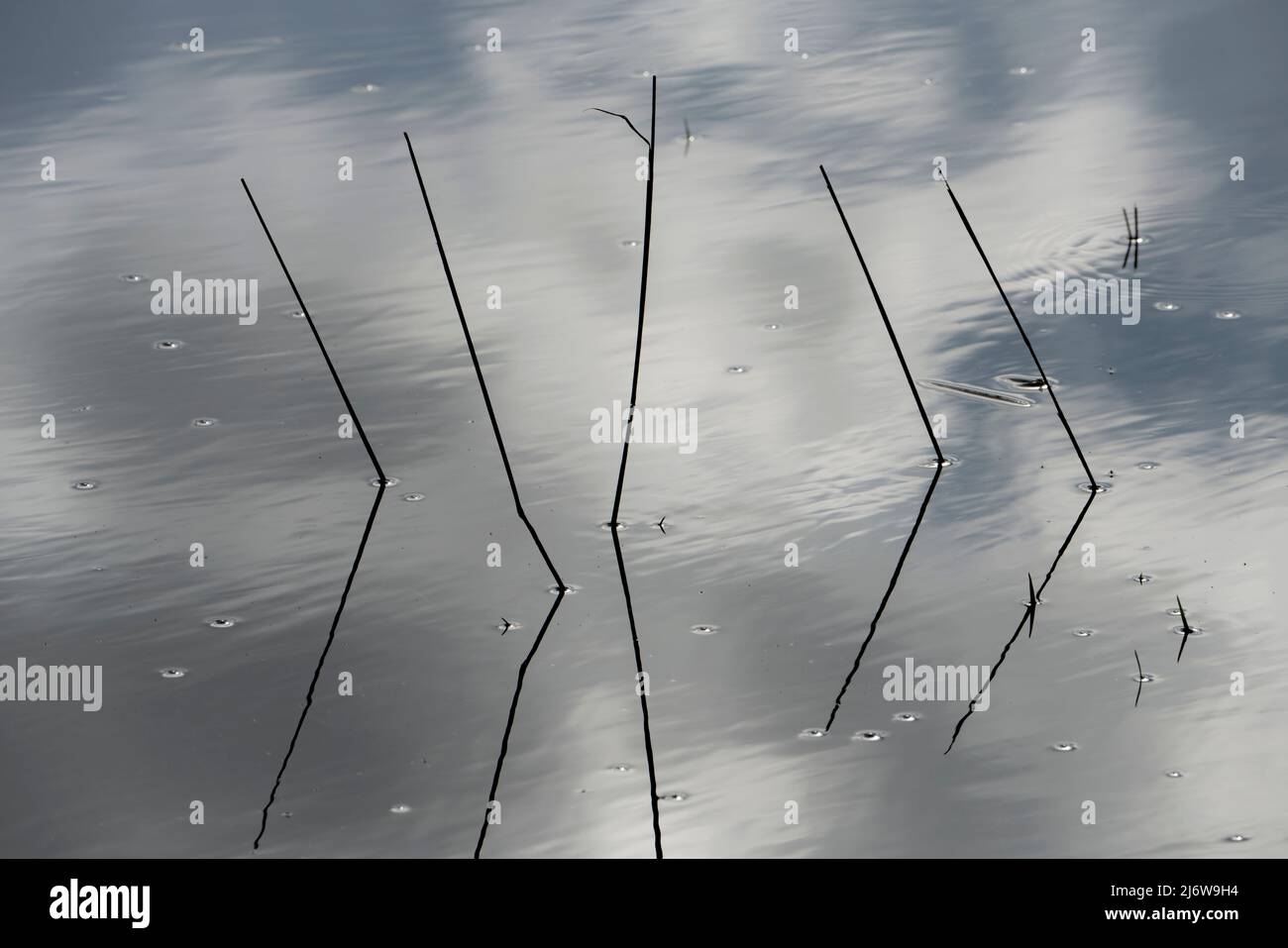 flooded grass Stock Photo