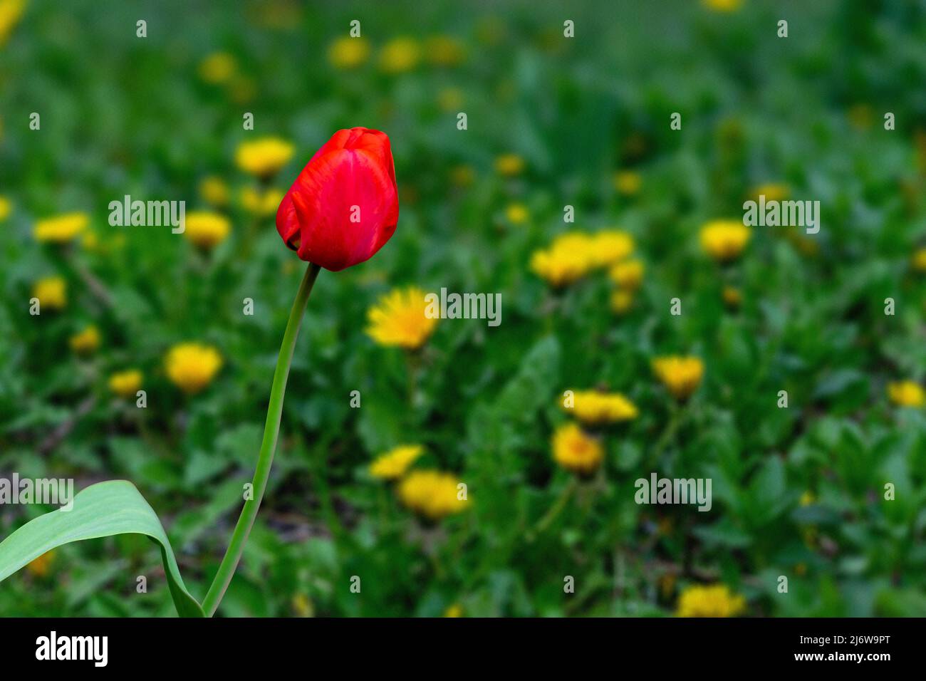 red tulip growing in a garden on a background of green grass Stock ...