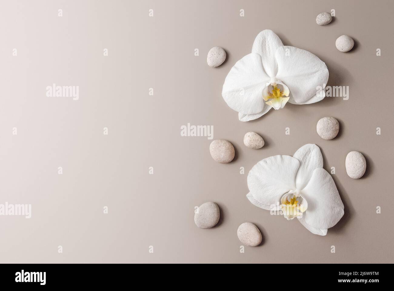 White orchids and pebble stones flat lay, floral beige background with copy space Stock Photo