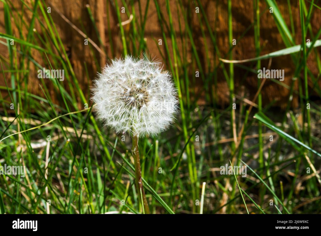 Seed head of dandelion, Taraxacum officinale. Stock Photo