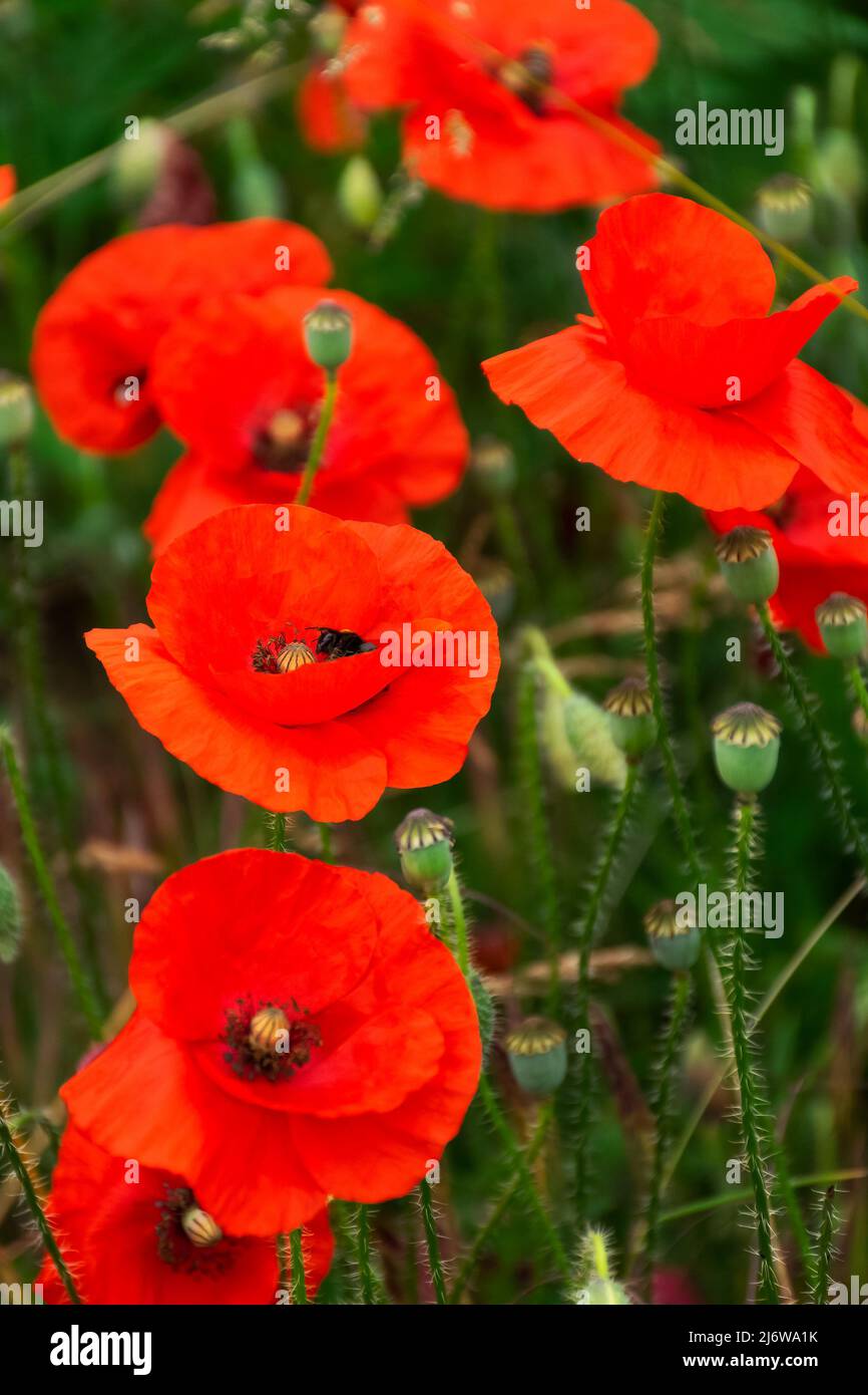 close up of red corn poppy. blooming flower. beautiful nature background Stock Photo