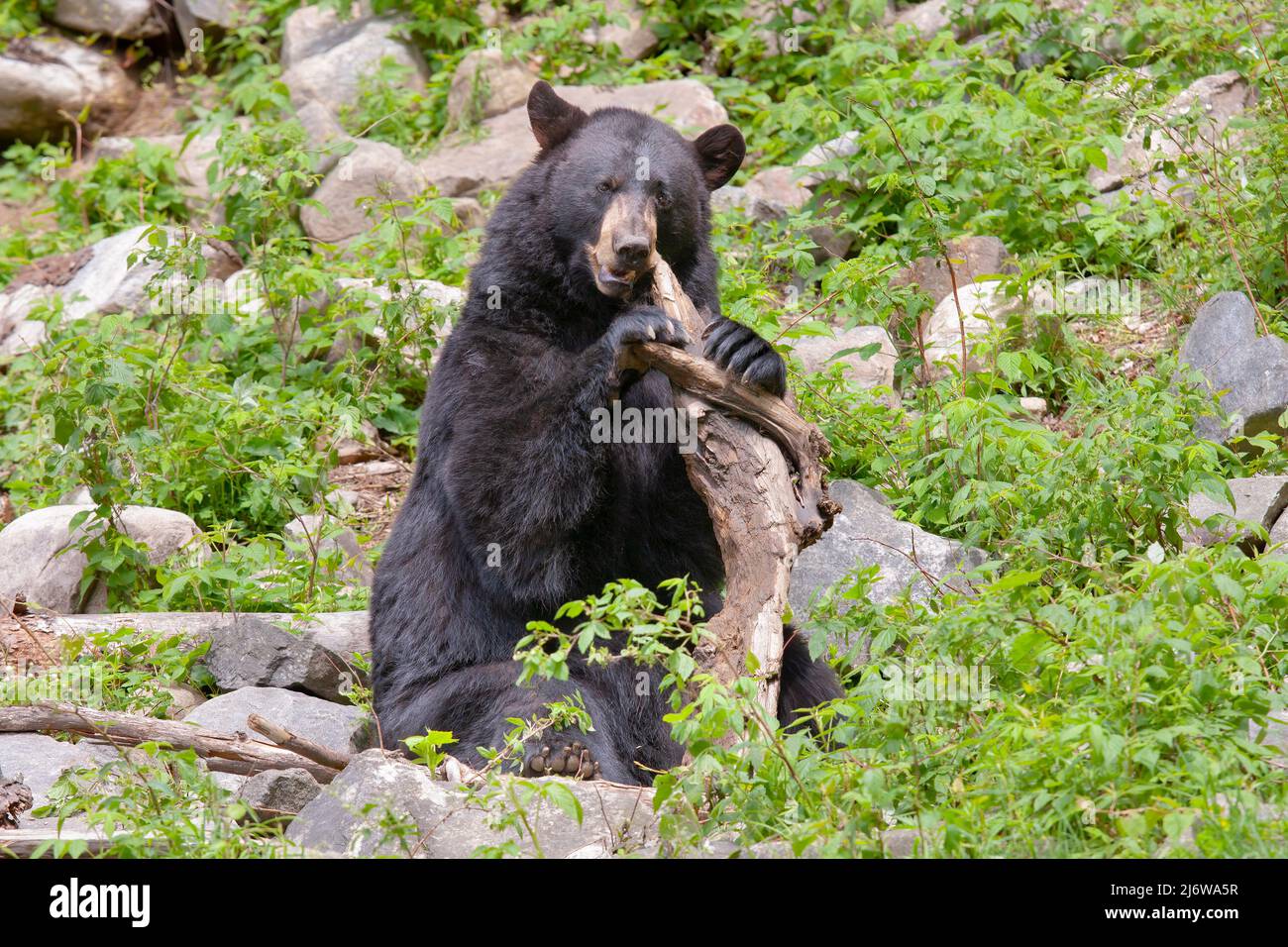 Black bear chewing on a piece of wood in autumn in Canada Stock Photo