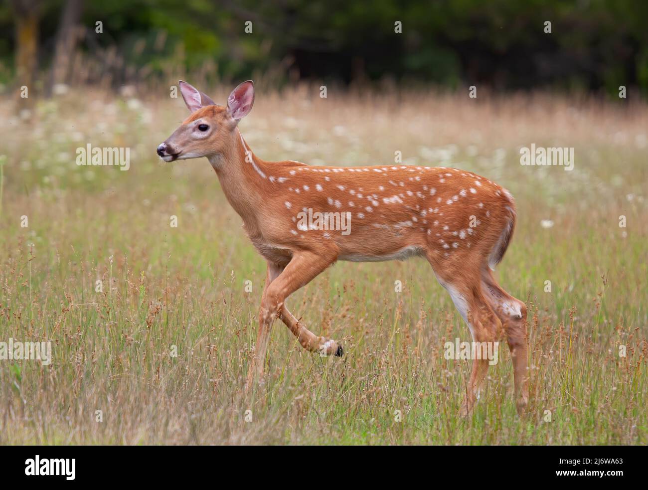 White-tailed deer fawn walking in the forest in Canada Stock Photo