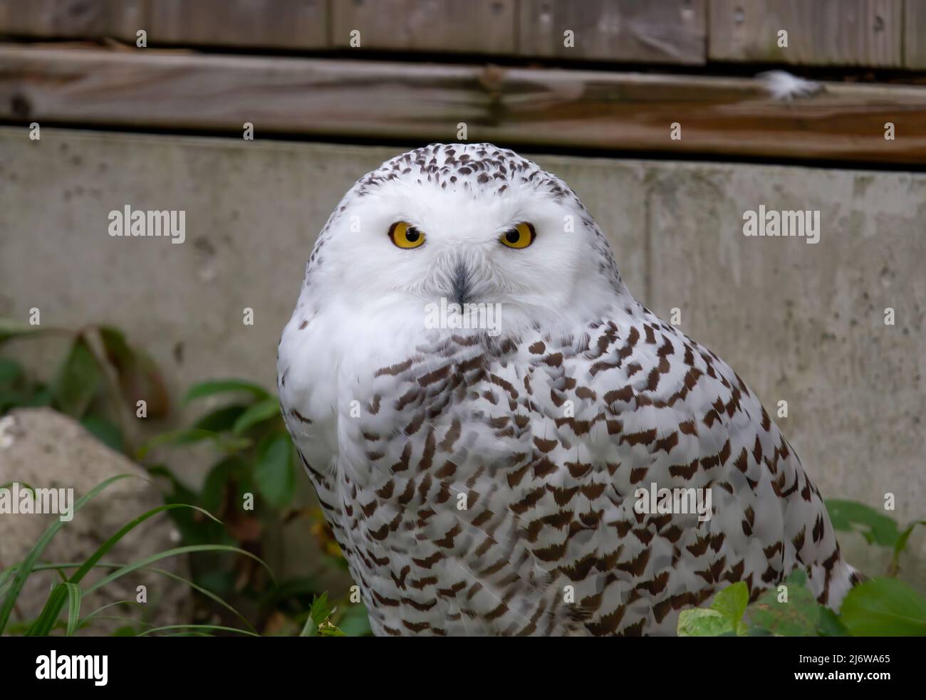 Snowy owl female perched on a rock hunting near Ottawa, Canada in late autumn Stock Photo